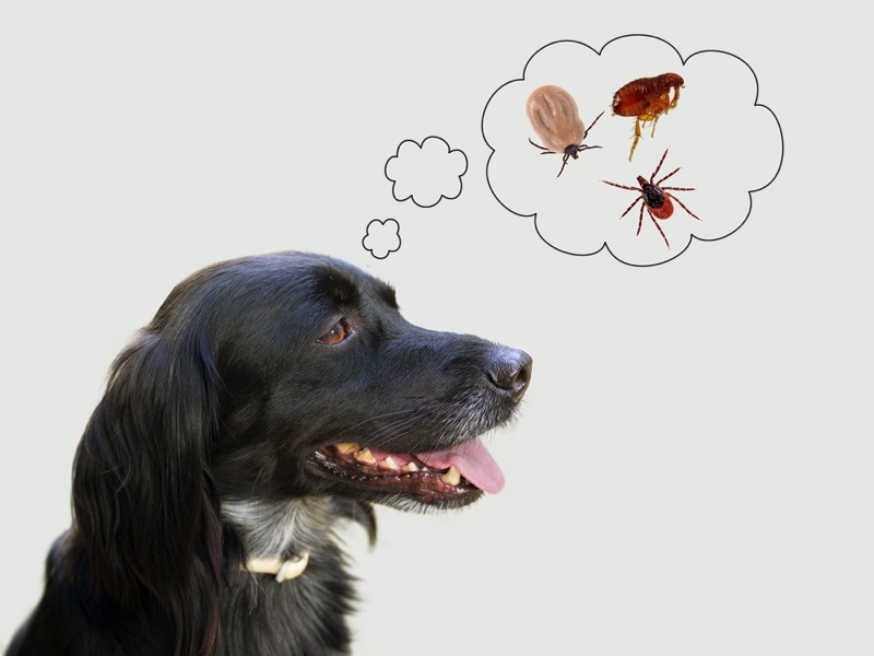 can dogs get fleas or ticks in the winter